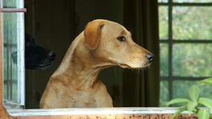 Combien de temps un chien peut-il rester sans sortir sans nuire à son bien-être ?