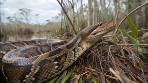 Elle capture des centaines de pythons pour sauver les Everglades (et toucher la prime de 2500$)