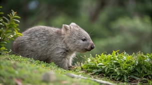 Le cruel épisode du bébé wombat : une influenceuse américaine crée l'indignation en Australie