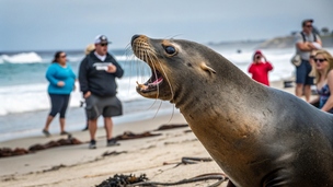 On se croirait dans une série : l'attaque du lion de mer en Californie viendrait des algues toxiques