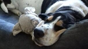 Votre chien dort-il assez ? Ce que son sommeil révèle vraiment sur son bien-être