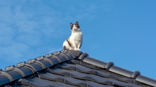 Laisser son chat sortir dehors : bonne ou mauvaise idée ?