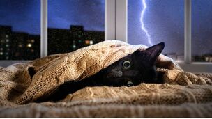 "Mon chat est stressé" : 6 solutions efficaces pour apaiser un chat anxieux