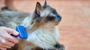 Mon chat a des catons ! Comment démêler ses poils ?