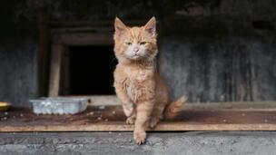 7 bonnes raisons d’adopter un animal en association