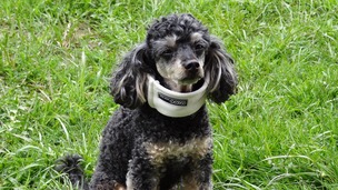 Comment faire soigner ou stériliser son chien quand on a des problèmes financiers ?