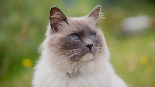 Le Ragdoll, la douceur incarnée