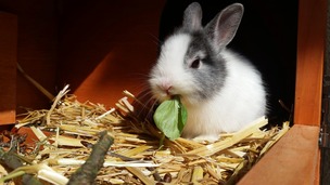 Pourquoi et quand vacciner son lapin ?
