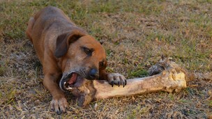 Mastiquer : un besoin essentiel pour le bien-être du chien