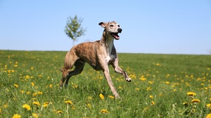 Le Greyhound, un athlète serein et charismatique
