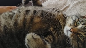 5 astuces pour rassurer son chat chez le vétérinaire