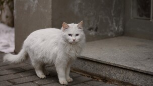Les chats blancs sont-ils forcément sourds ?