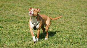 Le Staffordshire Bull Terrier : Une boule de muscles au grand cœur