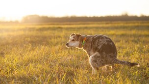 Pourquoi votre chien tourne en rond avant de faire ses besoins ?