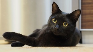 Adopter un chat noir : 9 bonnes raisons de dépasser les préjugés