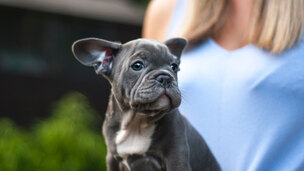 Comment apprendre la propreté à son chiot ?