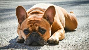 Le Bouledogue Français, petit molosse au grand cœur
