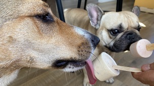 DIY : Comment préparer une glace cet été pour mon chien ou mon chat ?