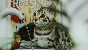 Est-ce que mon chat boit assez ? Les techniques pour éviter le problème de santé N°1 chez les chats