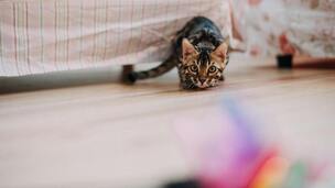 10 astuces pour faire bouger son chat en appartement (et éviter le surpoids)