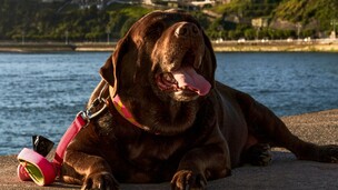 Et si votre chien était en surpoids sans que vous le sachiez ?