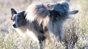 Pourquoi les chiens lèvent-ils la patte pour uriner ?