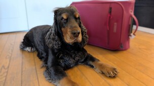 Comment voyager en avion avec son chien en 2026 ?