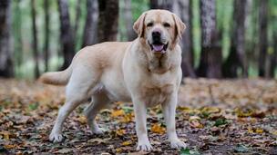 Le Labrador Retriever, compagnon polyvalent par excellence