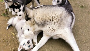 Adoption précoce d’un chiot ou d’un chaton : quels risques pour son développement ?