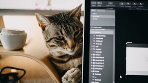 Chat et télétravail : comment garder la paix sans mettre son félin à la porte