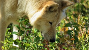 Tuto : Comment créer un jardin sensoriel pour stimuler votre chien au quotidien