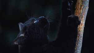 Griffes incarnées chez le chat : le risque méconnu qui guette même les chats qui sortent