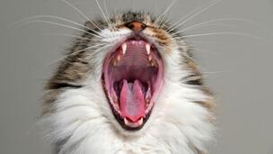 Santé de votre chat : ces gestes simples peuvent vous éviter une facture vétérinaire salée