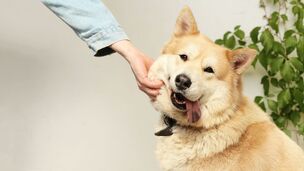 L'arrivée d'un chien adopté à l'étranger : un bonheur pour vous, un bouleversement pour lui