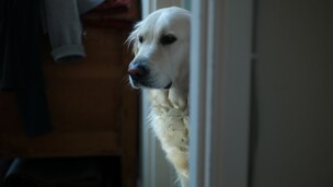 Chien seul à la maison : pourquoi certains le vivent très mal et d’autres pas du tout ?