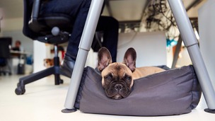 La loi française vous autorise-t-elle à venir au bureau avec votre chien ou votre chat ?