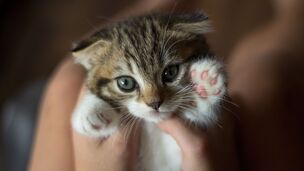 À quel âge adopter un chaton : en quoi le sevrage est-il essentiel pour son équilibre ?
