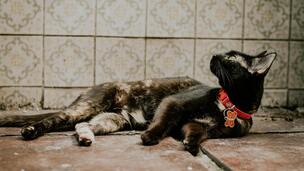 Et si le collier de votre chat nuisait à son bien-être ?
