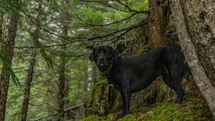 Tiques : cette zone que personne ne vérifie chez son chien