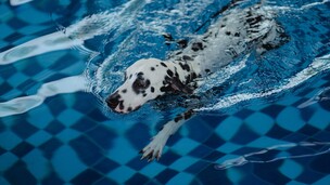 Votre chien aime la piscine ? Les dangers à connaître avant de le laisser nager