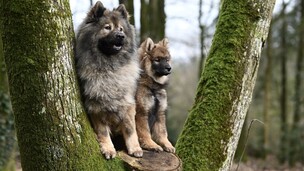 Et si le meilleur éducateur de votre chien était... un autre chien ?