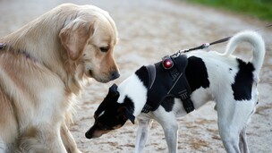 « Mon chien est dominant » : et si ce n'était pas si simple ?