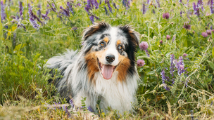 Guide d’adoption du chien : tout savoir avant de se lancer