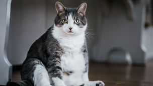 Votre chat est trop gros ? Les signes pour repérer le surpoids et réagir efficacement