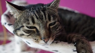Comment soigner la douleur chez le chat ?