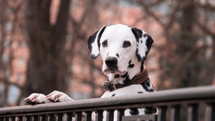 Comment empêcher son chien de fuguer ?