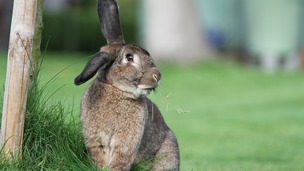 Le syndrome vestibulaire chez le lapin