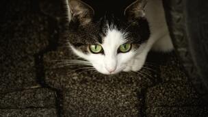 J’ai perdu mon chat : que faire ?