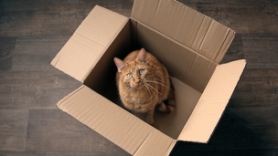 Chat et logement social : ce que vous pouvez (et ne pouvez pas) faire
