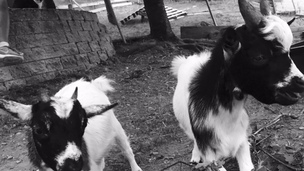Adopter une chèvre : tout savoir avant de l'accueillir